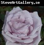 unknow artist White Realistic Rose